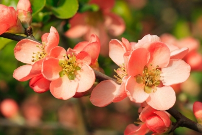 Ecco il Chaenomeles (o Cydonia), comunemente conosciuto come Fior di pesco