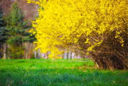 Conosci la Forsizia di Zabel (Forsythia x intermedia)?
