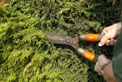 Hai dei vicini di casa insopportabili? Nascondili dietro una siepe di Leylandii