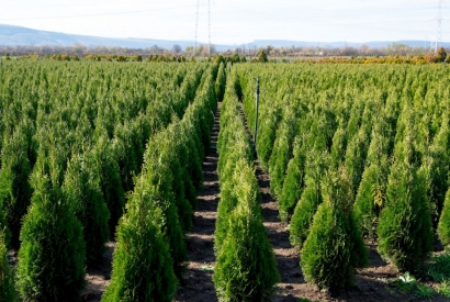 Abiti in una zona montana o subalpina? Scegli la Thuja Smaragd per la tua siepe 