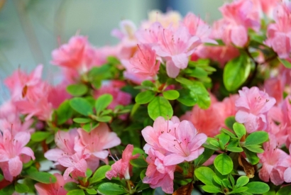 Come prendersi cura dell'Azalea, perfetta sia in vaso che in giardino