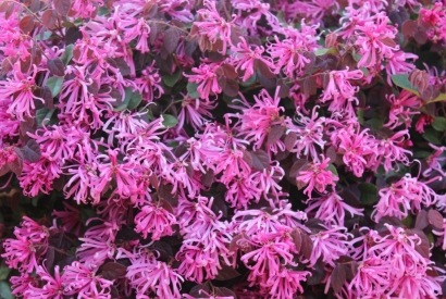 Loropetalum, la pianta ideale per arricchire un'aiuola