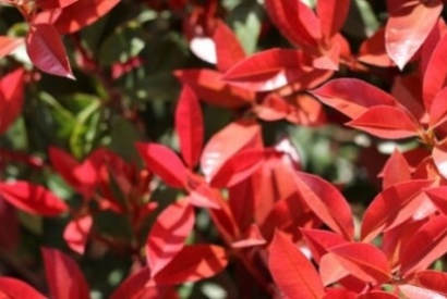 Come prendersi cura delle piante? Piante da siepe, piante da fiore, sempreverdi…