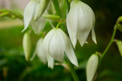 Yucca gloriosa, il tuo alleato contro l'inquinamento domestico