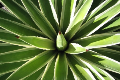 Messa a dimora e cura dell'Agave Americana