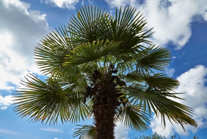 Un tocco esotico al tuo giardino con la palma Chamaerops Excelsa