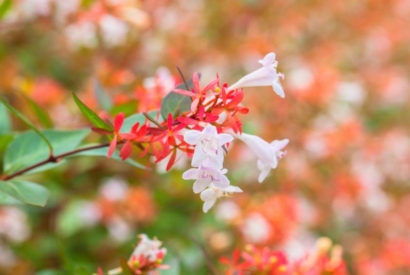 Abelia, la sempreverde che regala bellezza tutto l’anno