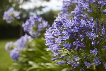 Agapanthus: l’incantevole Fiore dell’Amore