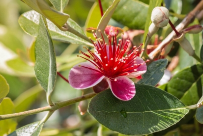 Frutti tropicali direttamente in giardino con la Feijoa