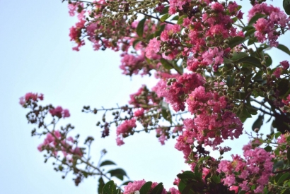 Lagerstroemia, pianta ornamentale dalla spettacolare fioritura
