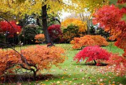 Acero Giapponese: l’autunno è il periodo giusto per piantarlo?