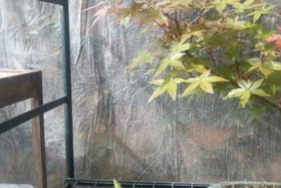 Aceri Giapponesi: come realizzare Bonsai