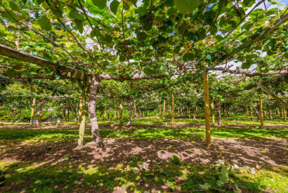 Un frutto esotico e gustoso nel tuo giardino? La pianta di kiwi