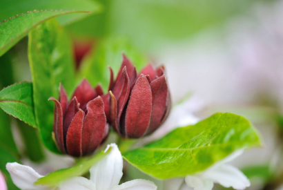 Come prendersi cura del Calycanthus Floridus (Calicanto d'Estate)