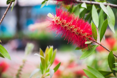 Messa a dimora e mantenimento della pianta di Callistemon