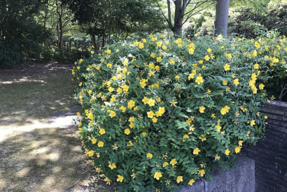 Differenze tra Hypericum Hidcote e Calycinum