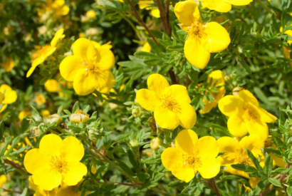 Messa a dimora e cura della Potentilla Fruticosa