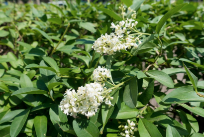 Ligustro Chinensis, ideale per siepi a crescita rapida e portamento compatto