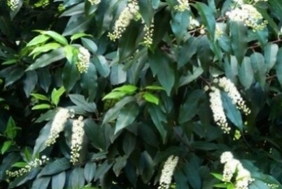 Piante da siepe: come scegliere quella su misura per te?