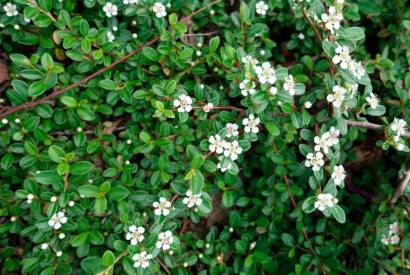 Quattro tipologie di Cotoneaster a confronto