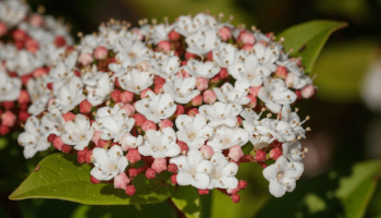 Come prendersi cura del Viburnum Tinus