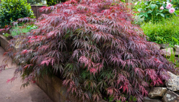 Garden design: ultime tendenze con l'acero giapponese