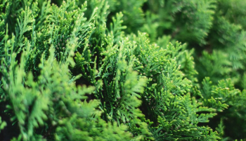 Quattro tipologie di Thuja a confronto