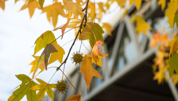 Messa a dimora e manutenzione della pianta di Liquidambar