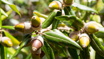Leccio (Quercus Ilex): caratteristiche, messa a dimora e manutenzione