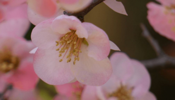 Fioriture precoci: la nostra selezione