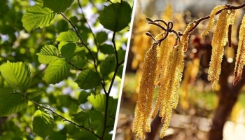 Differenze tra Nocciolo e Nocciolo Contorto