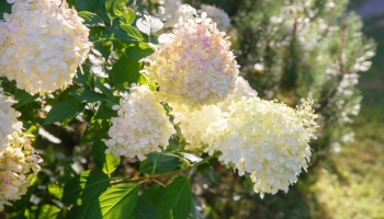 Vuoi realizzare una siepe fiorita? Ecco 5 piante ideali