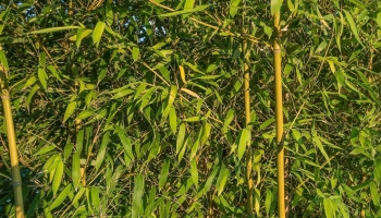 Bambù Dorato: La Siepe Frangivento che Vogliono Tutti (in balcone e in giardino)