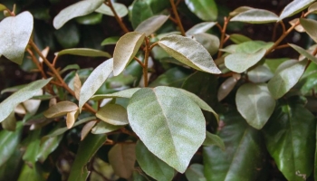 Eleagnus Ebbingei o Eleagno: La Pianta da Siepe Ideale per Tutti