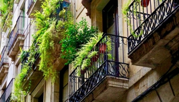 Quali Sono le Piante da Balcone più Adatte e Resistenti?