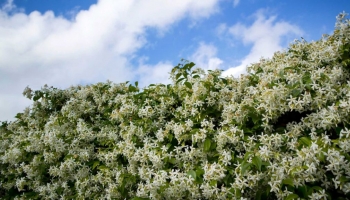Gelsomino: La sempreverde rampicante con fioritura prolungata e profumatissima 