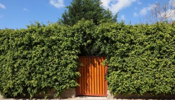 Qual è la Siepe che Cresce più Velocemente?