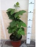 Mirtillo Gigante (Vaccinium Corymbosum Coville)