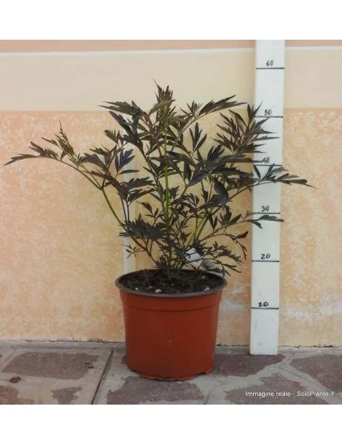 Mirtillo Gigante (Vaccinium Corymbosum Coville)
