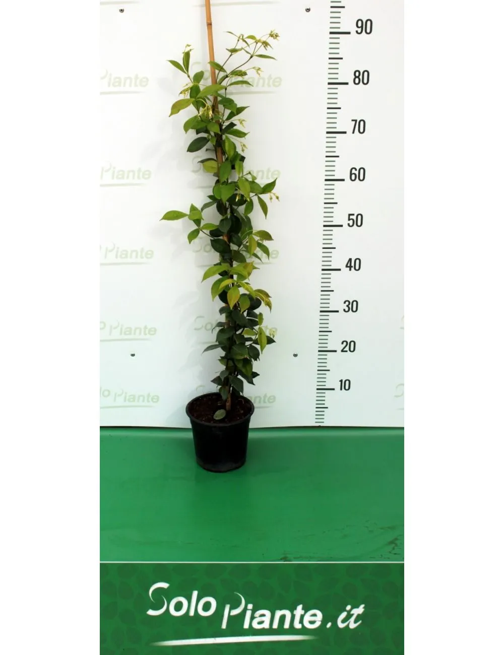 Gelsomino (Trachelospermum Jasminoides)