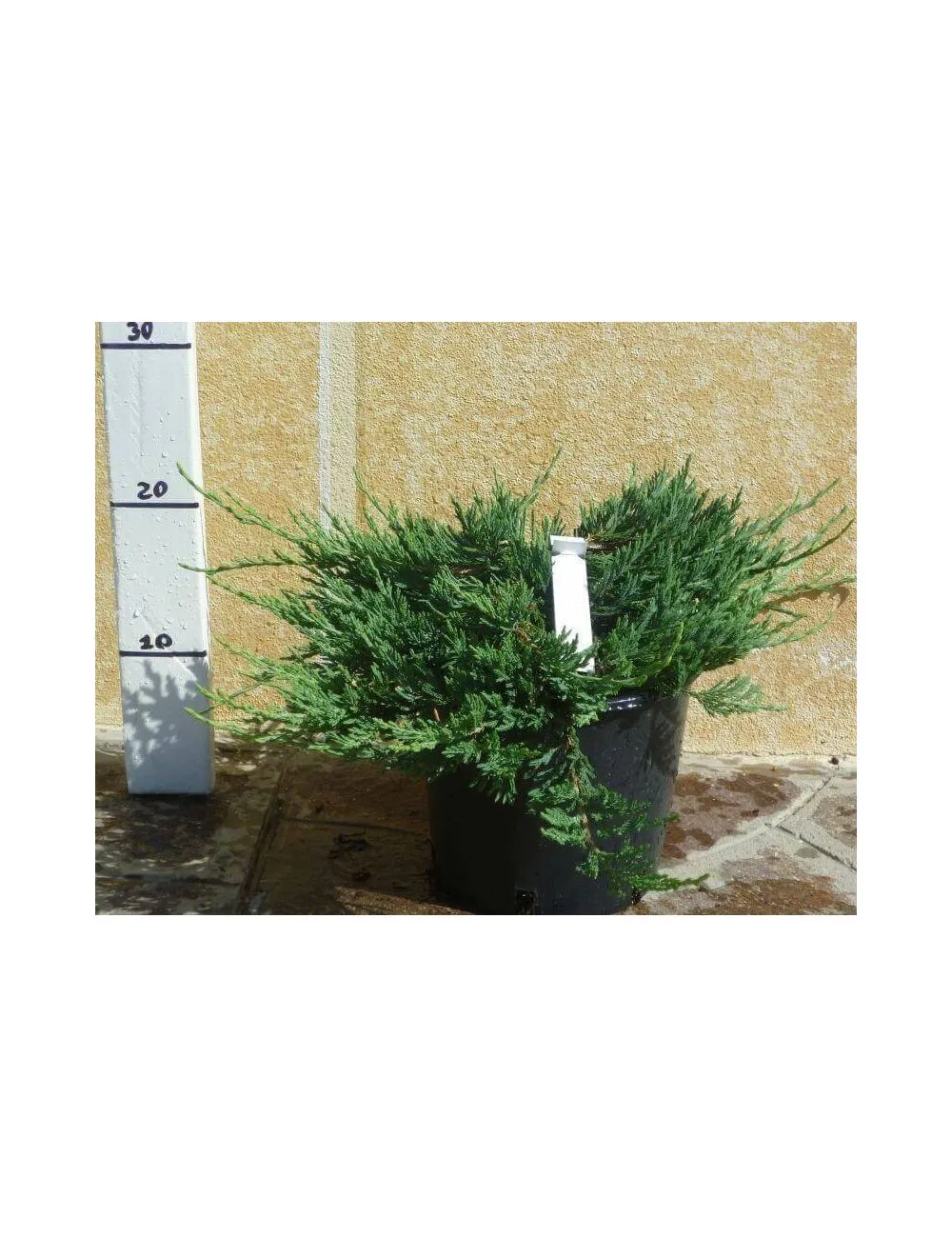 Ginepro "Horizontalis Glauca" (Juniperus Horizontalis Glauca)