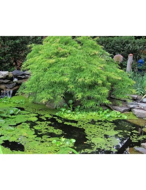 Acero Giapponese "Corallinum"