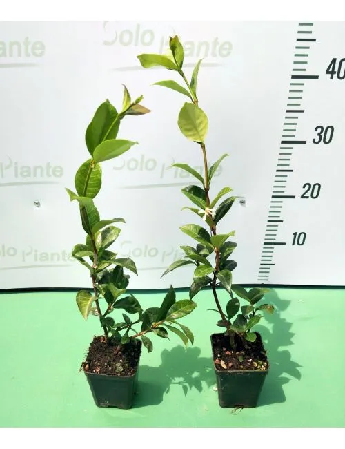 Gelsomino (Trachelospermum Jasminoides)