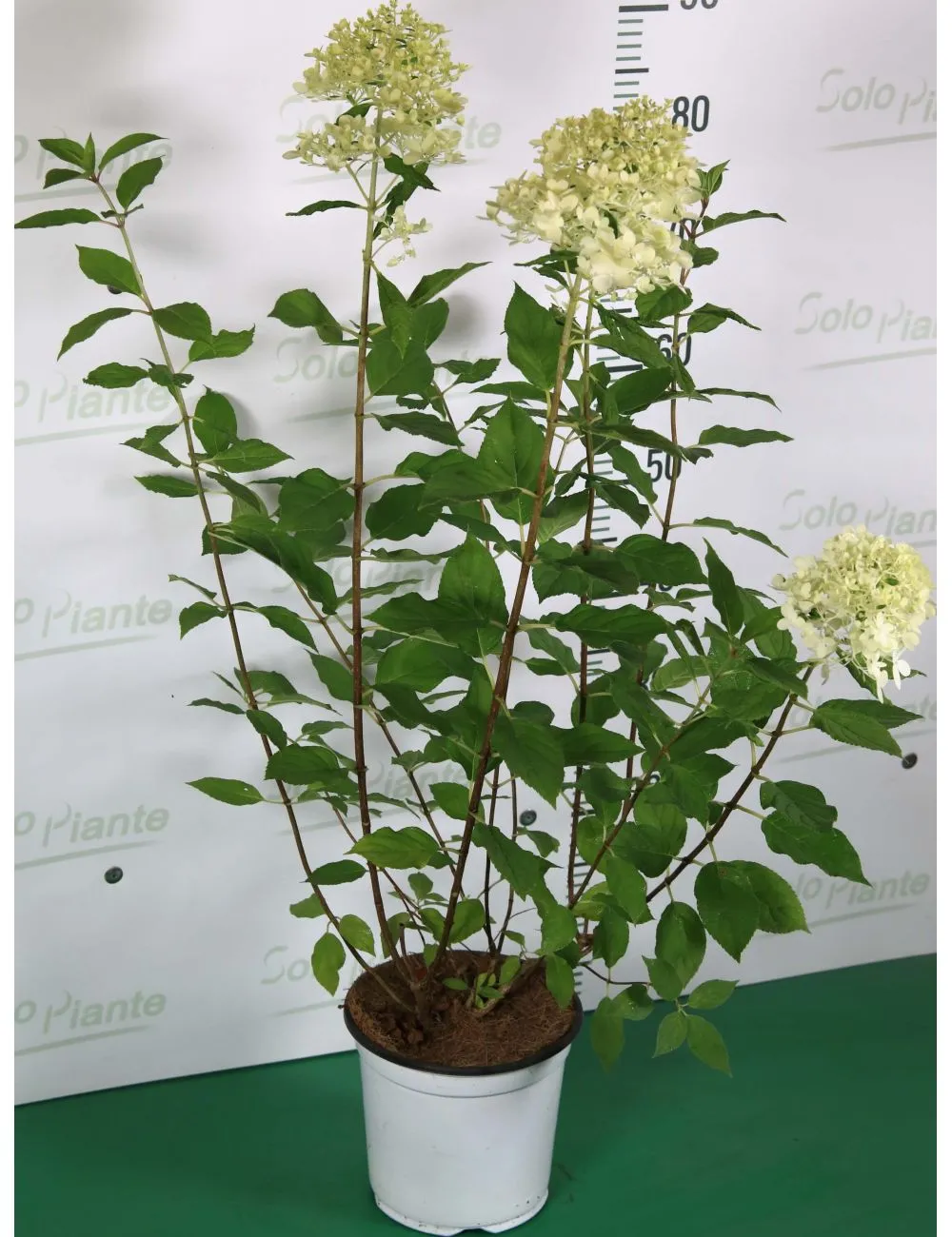 Ortensia Paniculata (Hydrangea Paniculata)