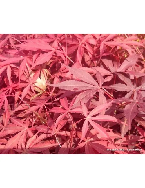 Acero Giapponese "Linearilobum Atropurpureum"