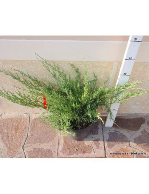 Ginepro "Pfitzeriana Glauca" (Juniperus Pfitzeriana Glauca)
