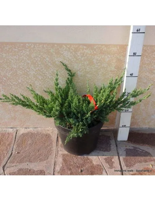 Ginepro "Chinensis San Josè" (Juniperus Chinensis San Josè)