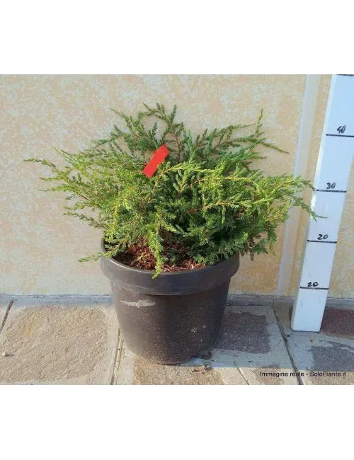 Ginepro "Repanda" (Juniperus Com.Repanda)