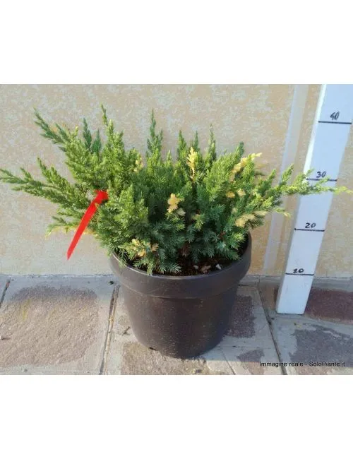 Ginepro "Chinensis Expansa Variegata" (Juniperus Chinensis Expansa Variegata)