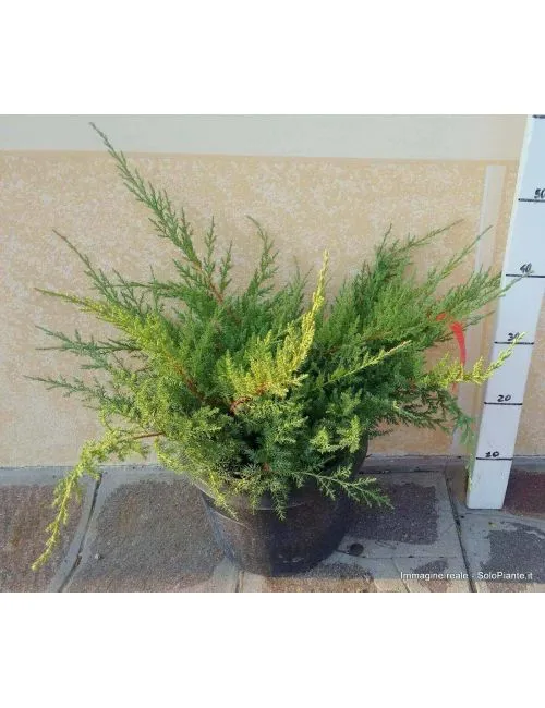 Ginepro "Pfitzeriana Compacta" (Juniperus Pfitzeriana Compacta)